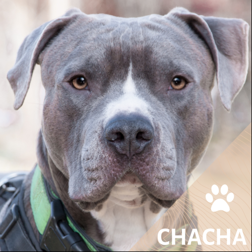 Chacha