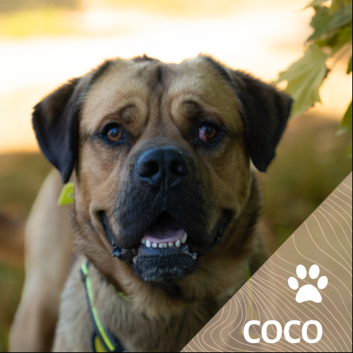 Coco