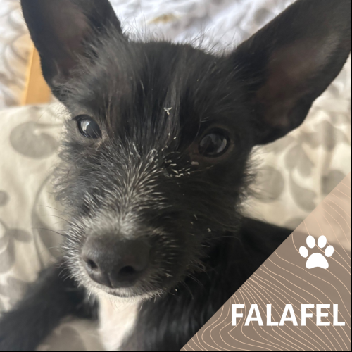 Falafel