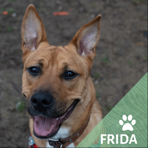 Frida