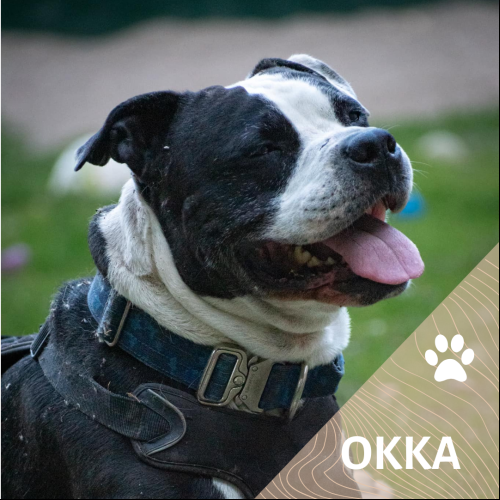 Okka