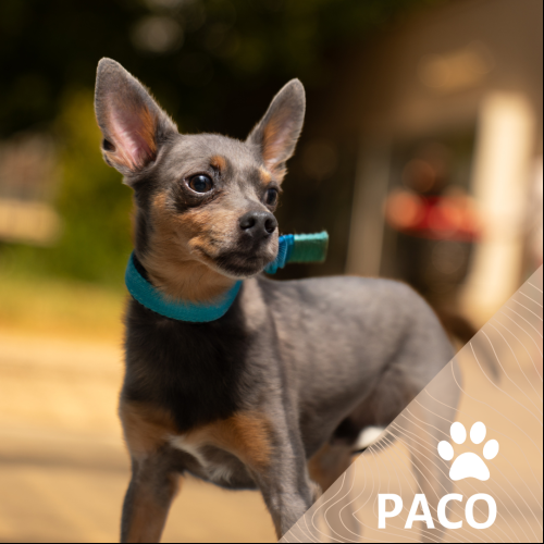 Paco