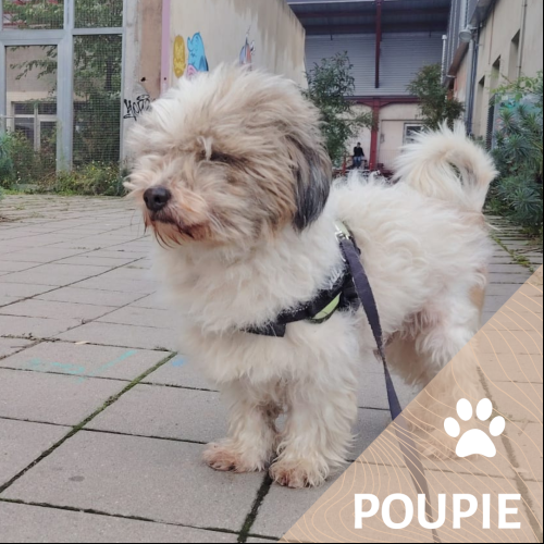 Poupie