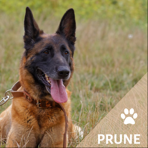 Prune