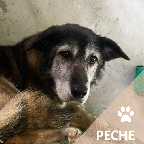Pêche