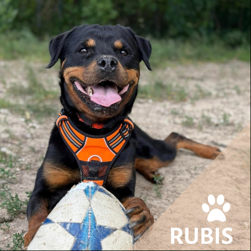 Rubis