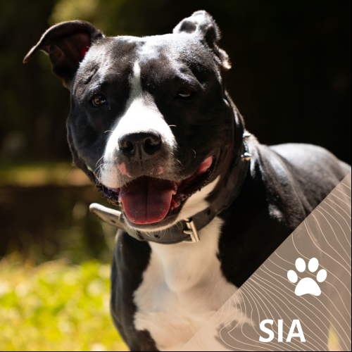 Sia
