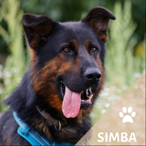 Simba