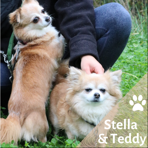 Stella &Teddy