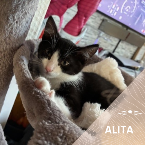 Alita