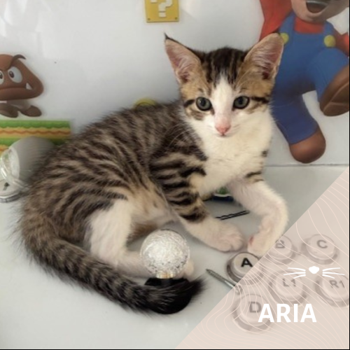 Image Aria