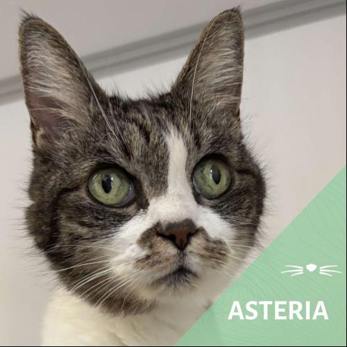 Image Asteria