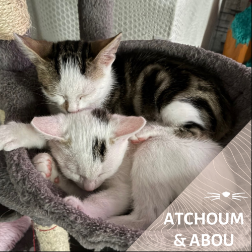 Atchoum et Abou