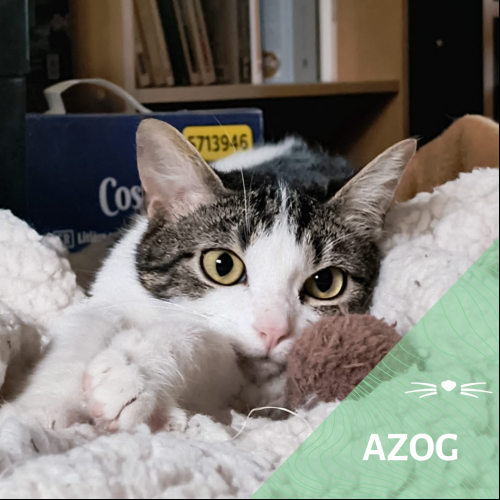 Azog
