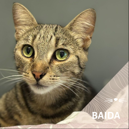 Baida