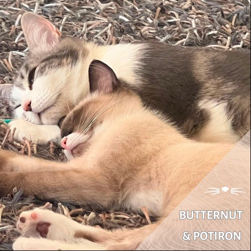 Butternut et Potiron