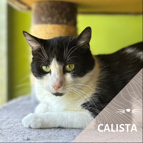 Calista
