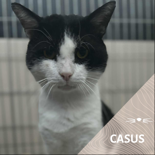 Casus