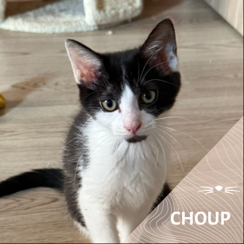 Choup