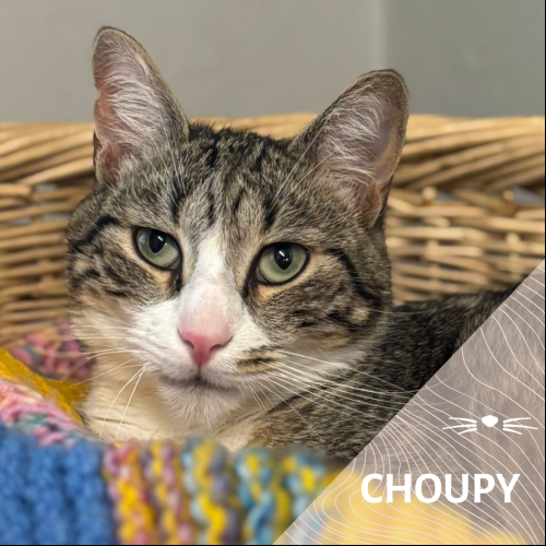 Image Choupy