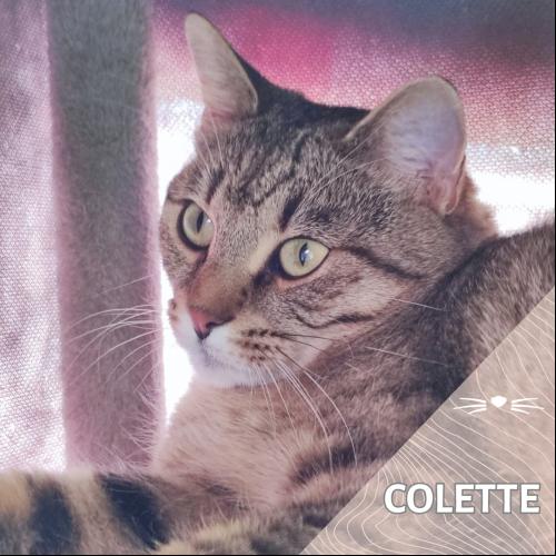 Colette