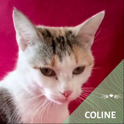 Coline