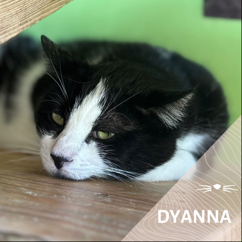 Dyanna
