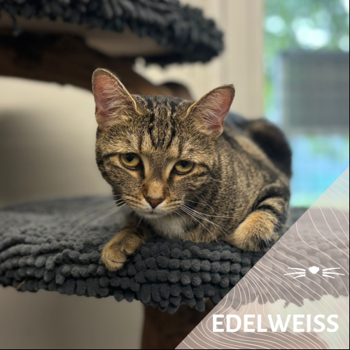Edelweiss