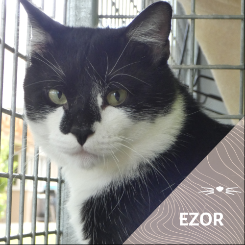 Ezor