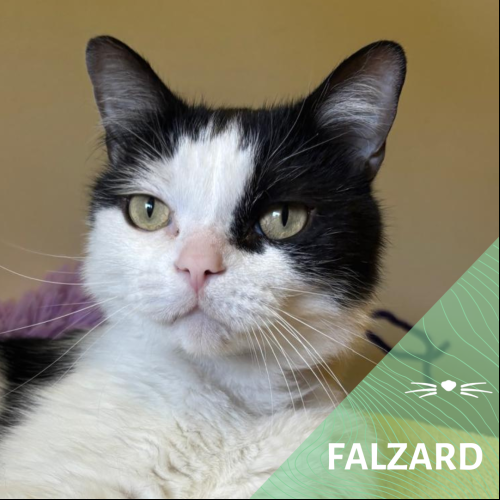 Falzard