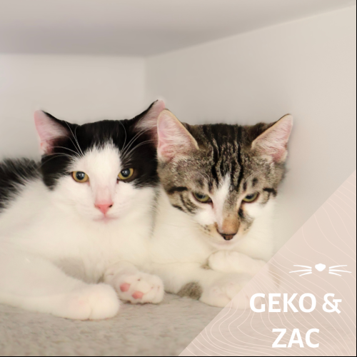 Geko et Zac