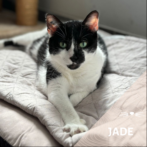 Jade