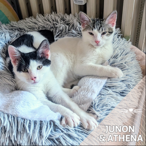 Junon et Athena