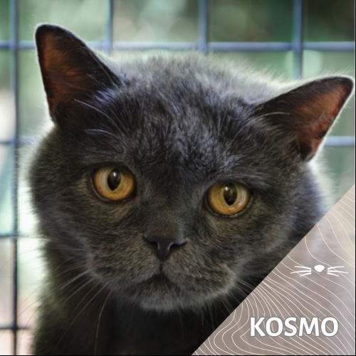 Kosmo