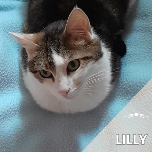 Lilly