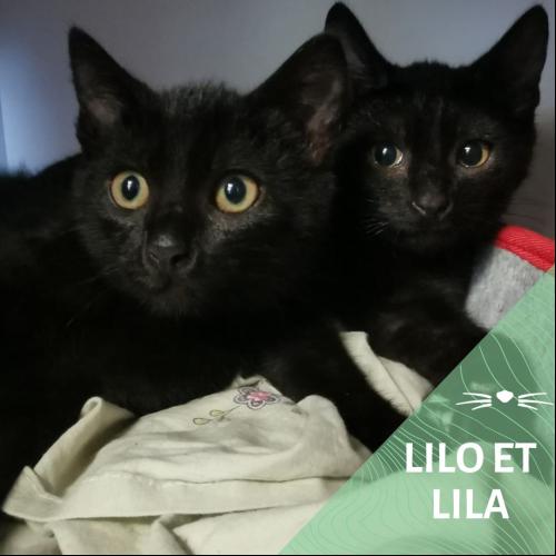 Image Lilo et Lila