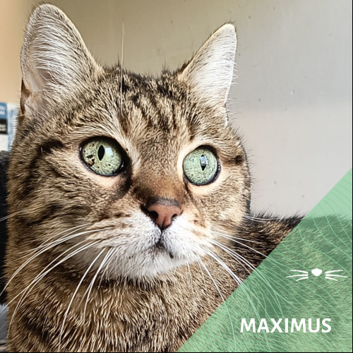 Image Maximus