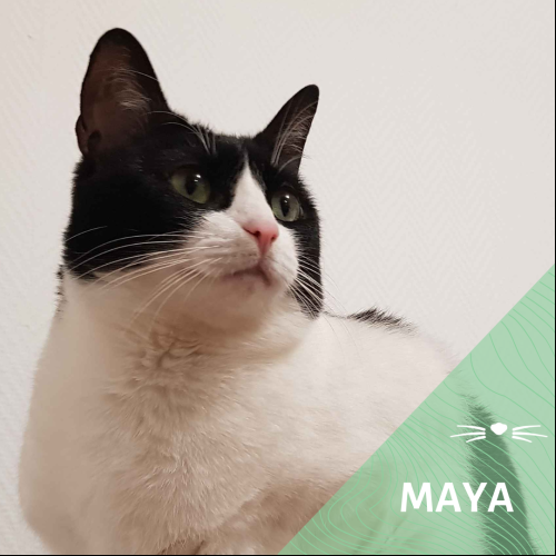 Maya