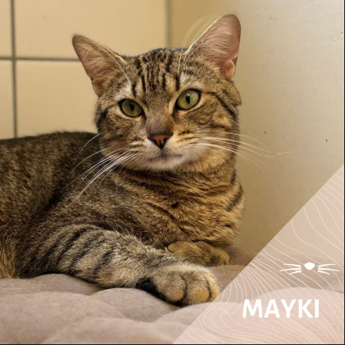 Mayki
