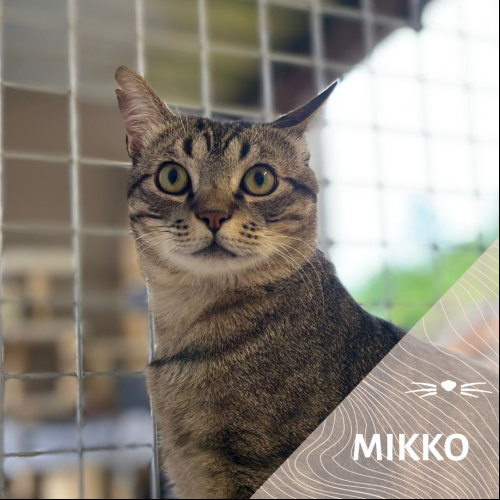 Mikko