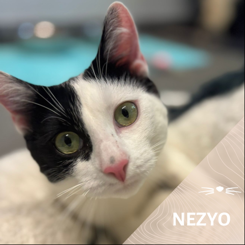 Nezyo
