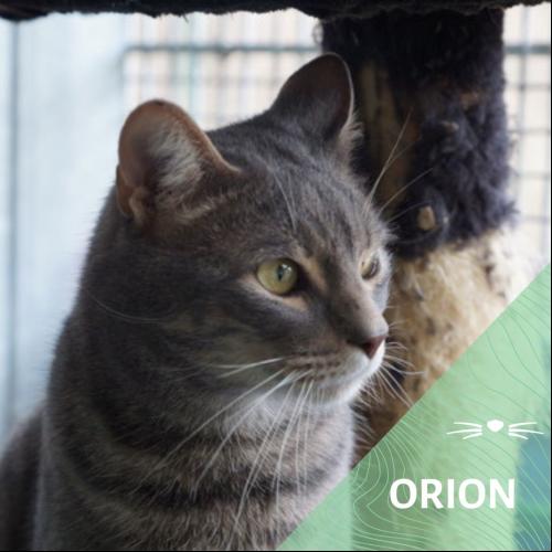 Orion