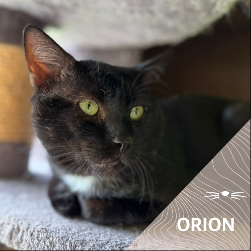 Orion
