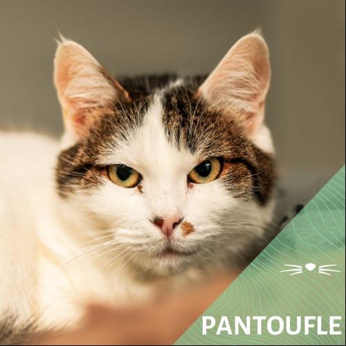 Pantoufle