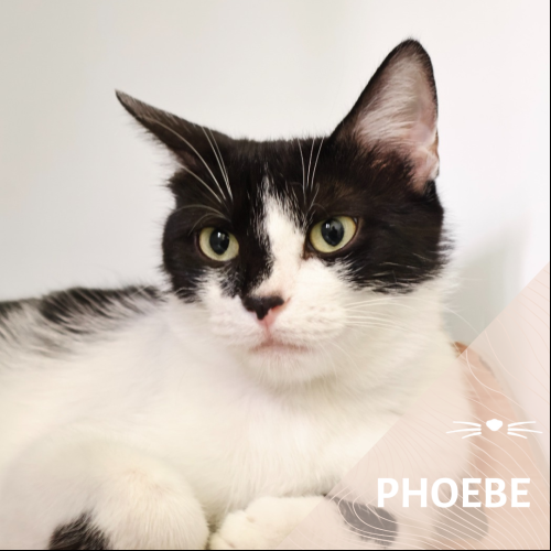 Phoebe