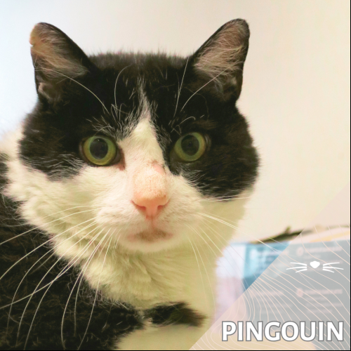 Pingouin