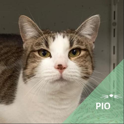 Pio