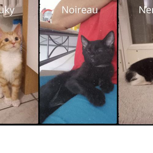 Rouky, Nenette et Noireau