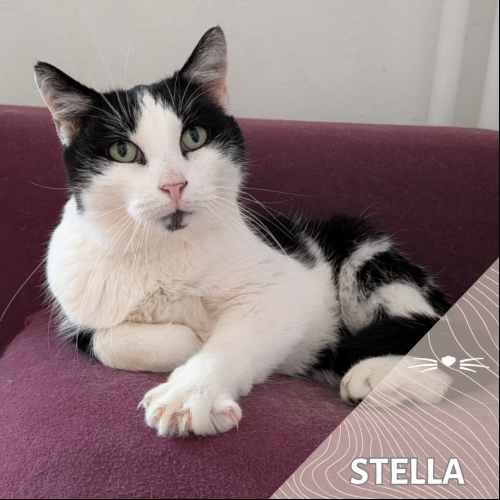 STella