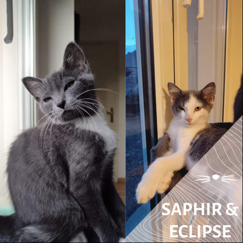 Saphir et Eclipse